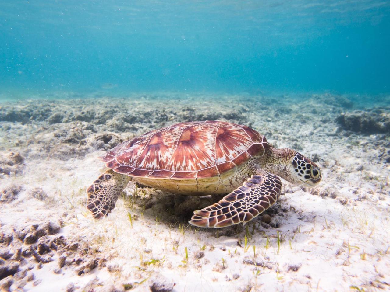 Gili La Boheme Pansiyon Gili Trawangan Dış mekan fotoğraf